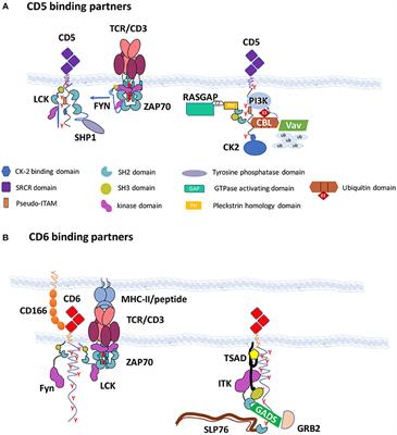 CD6, a Rheostat-Type Signalosome That Tunes T Cell Activation